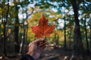 Immigrating To Canada: 5 Ways You Can Move To Your Dream Country
